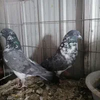 چپرا