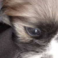 واگذاری سگ شیتزو پامر|سگ|صدرا-فارس, فاز ۲|دیوار