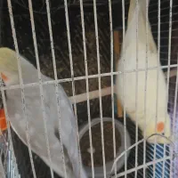 جفت عروس تخم گذاشتن