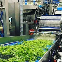 نیروی خانم جهت کار در کارگاه سبزی