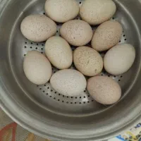 تخم بوقلمون