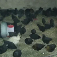 جوجه مرغ بومی سیا