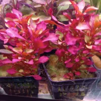 شریمپ|ماهی|اردبیل, |دیوار