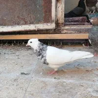 پرنده گمشده