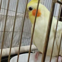 پرنده همراه قفس بزرگ