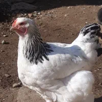 مرغ وخروس برهما|حیوانات مزرعه|گمیشان, |دیوار