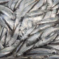 فروش ویژه ماهی کیلکا تازه صید شده|خوردنی و آشامیدنی|رشت, بلوار گیلان|دیوار
