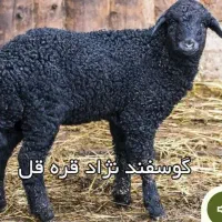 کاور نر مالچه