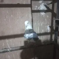 فروش کبوترهای هما و سبز|پرنده|گرمسار, |دیوار