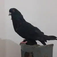 کفتر زاغ گرفتنی همین الان|پرنده|کرباسک, |دیوار