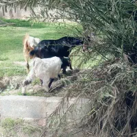 بز ماده با دو بچه نر