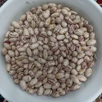 لوبیا چیتی اعلا تازه چین به شرط پخت