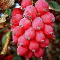نهال زرشک بی دانه پفکی