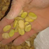 باقلا|خوردنی و آشامیدنی|نورآباد ممسنی, |دیوار