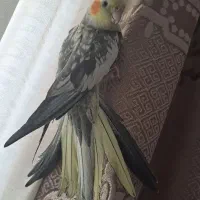 عروس هلندی|پرنده|اسلام‌شهر, شهرک سالور|دیوار