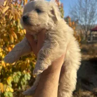 توله شیتزو نر واگذاری|سگ|بجنورد, |دیوار