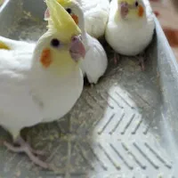 عروس هلندی|پرنده|سپیدان, |دیوار