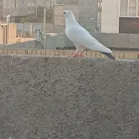 کفتر المانی و تهرونی
