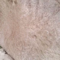 پنبه شانه|عمده‌فروشی|اصفهان, شفق|دیوار