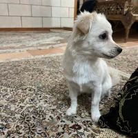 سگ پامر اشپیتز|سگ|کرمان, |دیوار