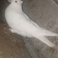 پرنده|پرنده|میناب, |دیوار