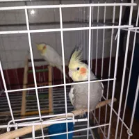 عروس هلندی|پرنده|دهلران, |دیوار