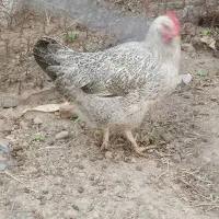 مرغ تخم کن