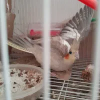 عروس هلندی|پرنده|مشهد, امیر المومنین|دیوار