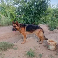 سگ ژرمن ماده