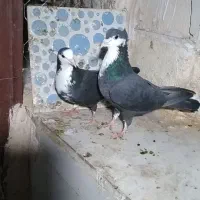 چادری