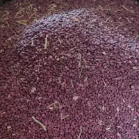 لوبیا قرمز یاقوتی