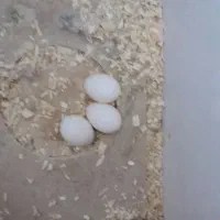 عروس هلندی نر و ماده|پرنده|خرمشهر, |دیوار