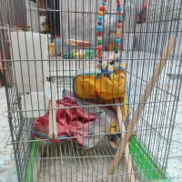 قفس عروس هلندی ، کاسکو و طوطی