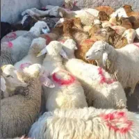 گوسفند نرینه زنده با قیمت استثنایی ۳۵۰ تا ۴روز دیگ