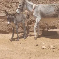 خر با کره