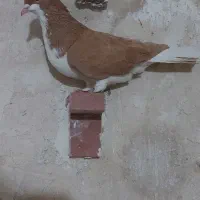 ماده خوب|پرنده|شیراز, قلعه نو|دیوار