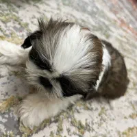 شیتزو سوپر فلت اصل|سگ|اصفهان, ارغوانیه|دیوار