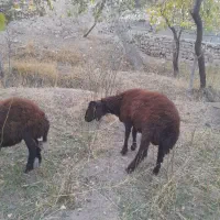 گوسفند بره به قیمت مناسب|حیوانات مزرعه|اسکو, |دیوار