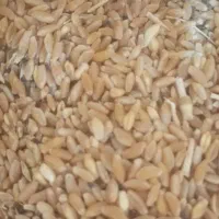گندم ساورز