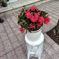 هرس درخت و باغچه و گلهای آپارتمانی