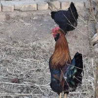 دو عدد خروس گلین|حیوانات مزرعه|تهران, مجیدآباد|دیوار