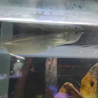 فلاور هد دار خوب سالم، آروانا|ماهی|تهران, دهقان|دیوار