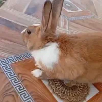 خرگوش