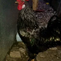 خروس پا پری