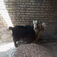 بیگ ماده