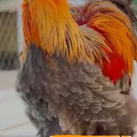 مرغو خروس برهما|حیوانات مزرعه|حبیب آباد, |دیوار