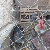 ترازو یک کیلوی خروس محلی|ابزارآلات|فردوس (کرمان), |دیوار