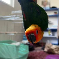 سان کانور خورشیدی|پرنده|اردبیل, |دیوار