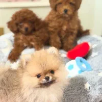 سگ توله توی پودل poodle هلوی اپریکات ۲ ماه