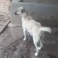 ماده افغان|سگ|قزوین, |دیوار